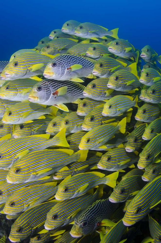 Indonesia, Papua, Raja Ampat Sweetlips fish